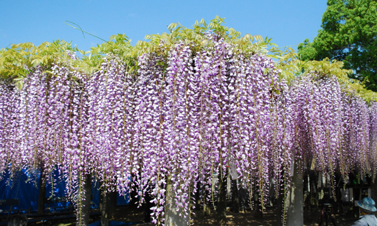 谏仰紫藤种子嫁接红花多花垂吊爬藤植物紫藤萝公园庭院攀援植物紫藤花