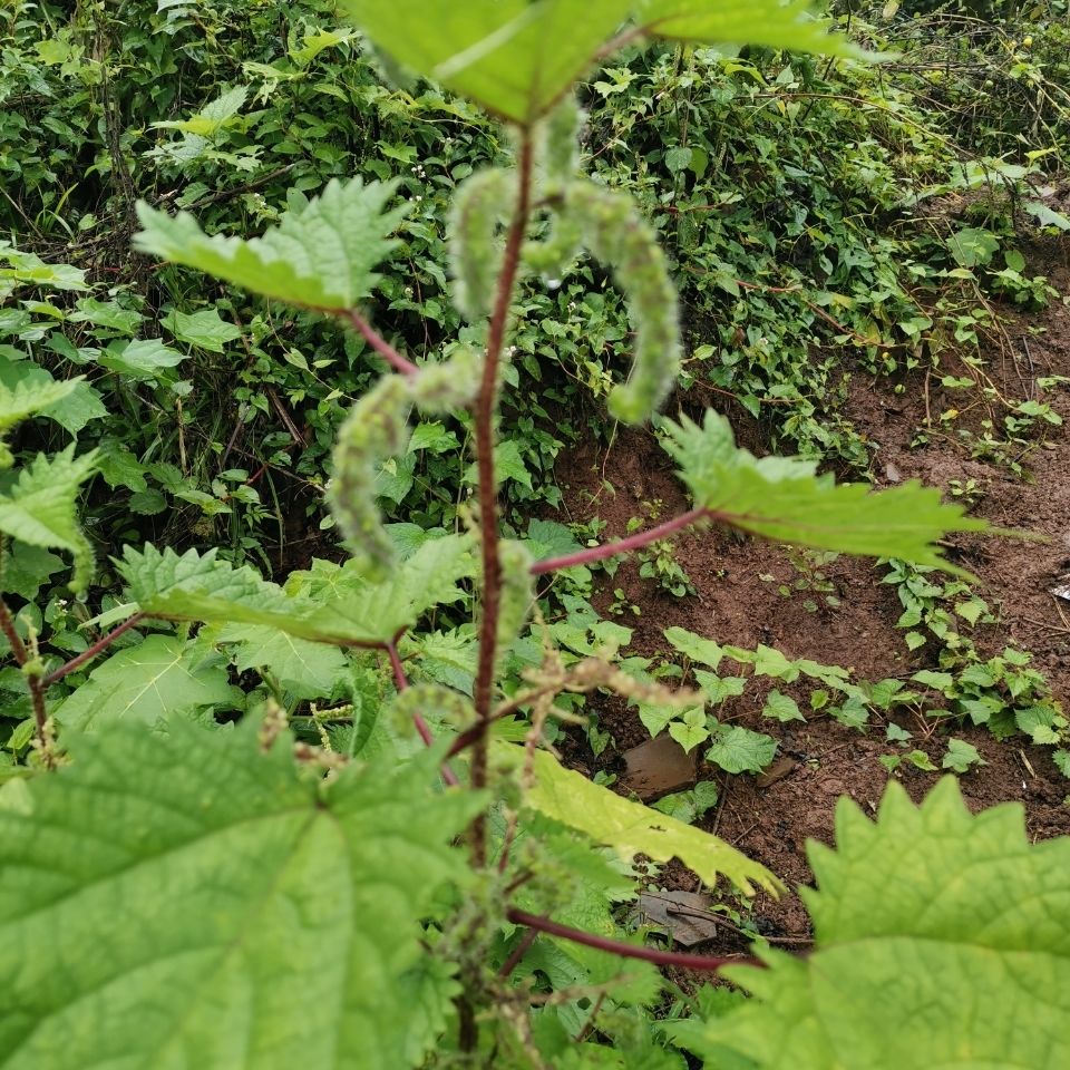 同仁堂授權店鋪 新鮮野生紅杆蕁麻草紅活麻紅霍麻草咬人草白豁麻綠杆