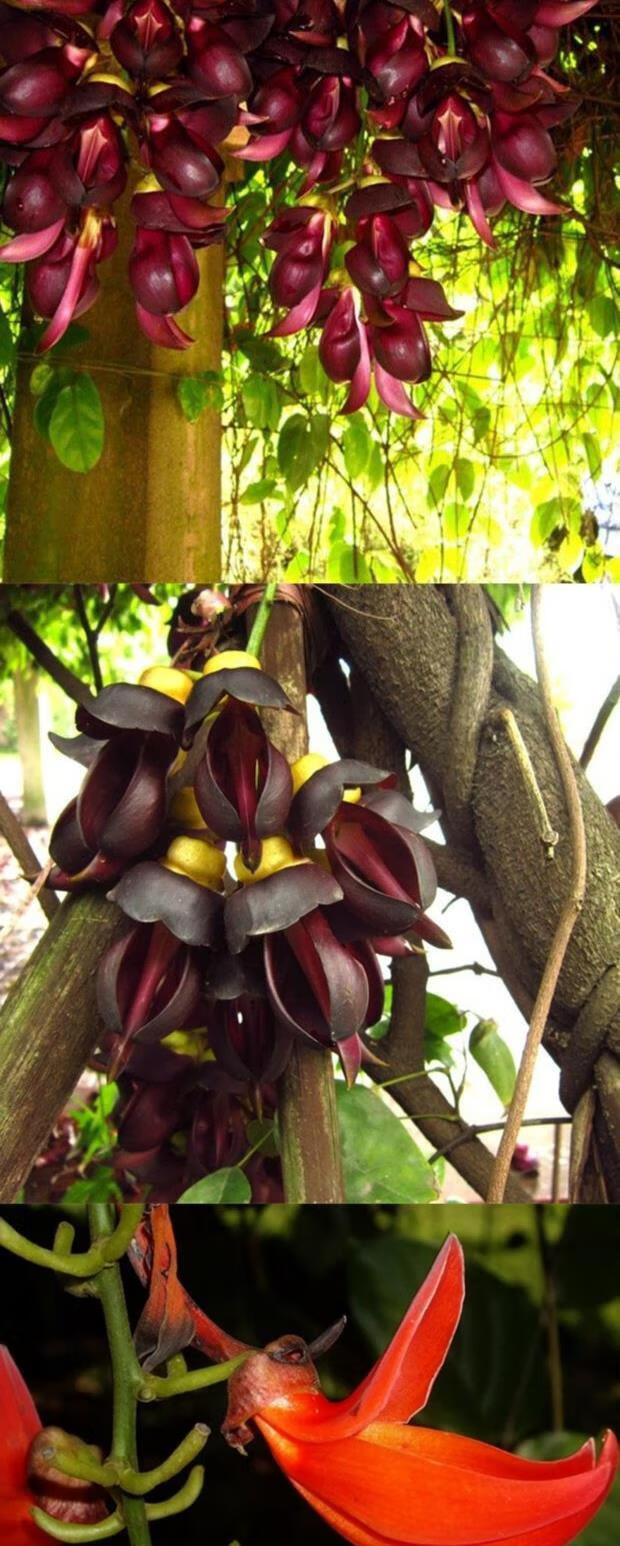 禾雀花油麻藤树苗炮仗花苗庭院爬藤植物禾雀苗四季常青攀援花卉阳台