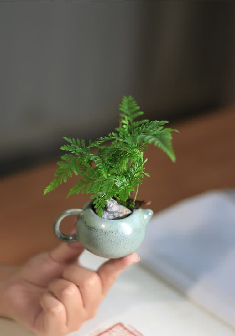 迷你狼尾蕨盆栽小型桌面绿植净化空气好养蕨类植物办公桌面耐阴 指尖