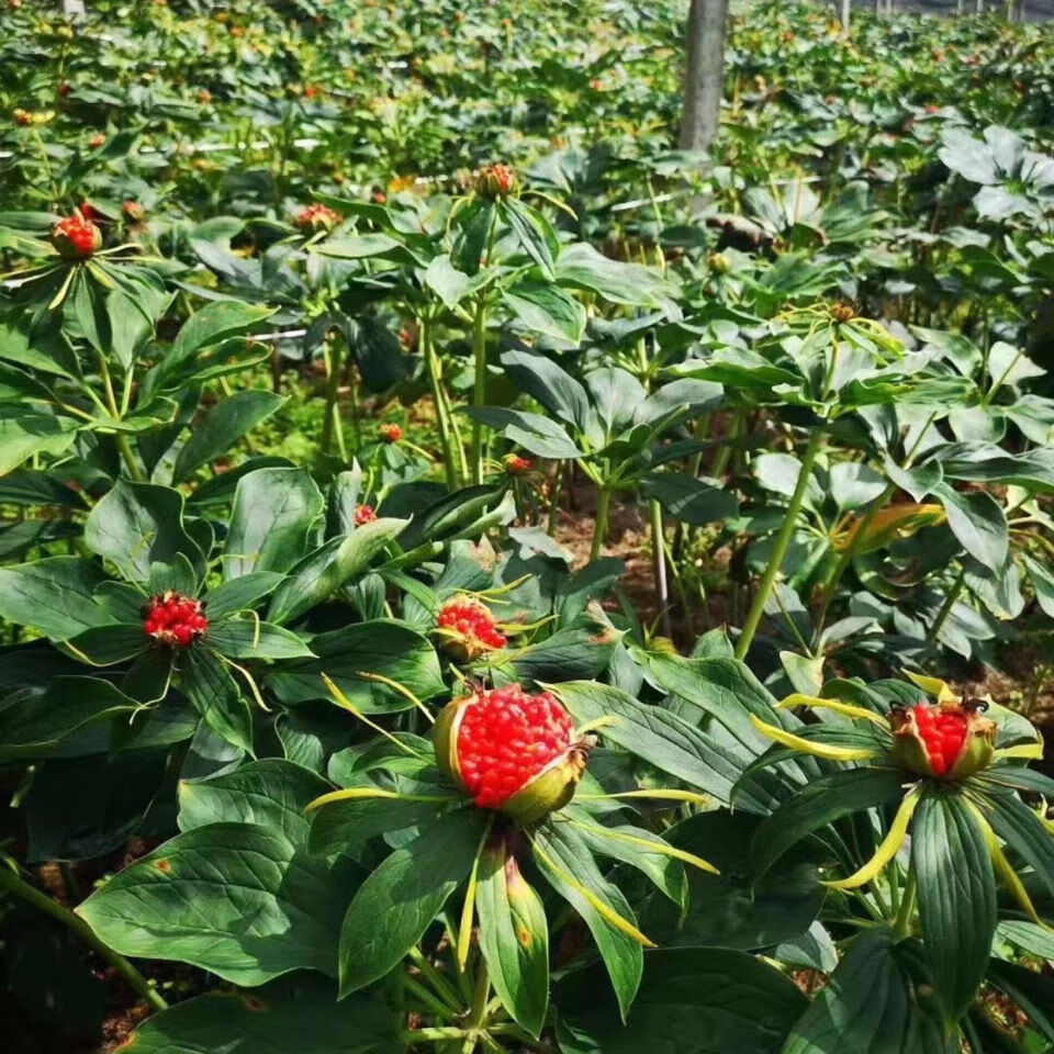 重楼苗七叶一枝花苗滇重楼苗云南好种易活大叶高杆中草药种子滇重楼1