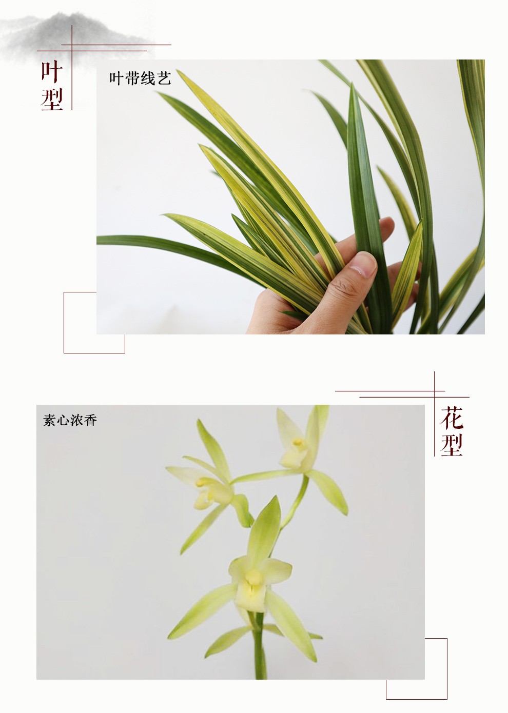 刘阁兰花苗建兰老种素心卧龙素夏带浓香花苞出售兰草室内绿植花卉盆栽