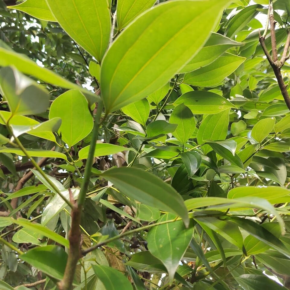 【京品严选】农家三十年老树自采福建南平特产香料桂