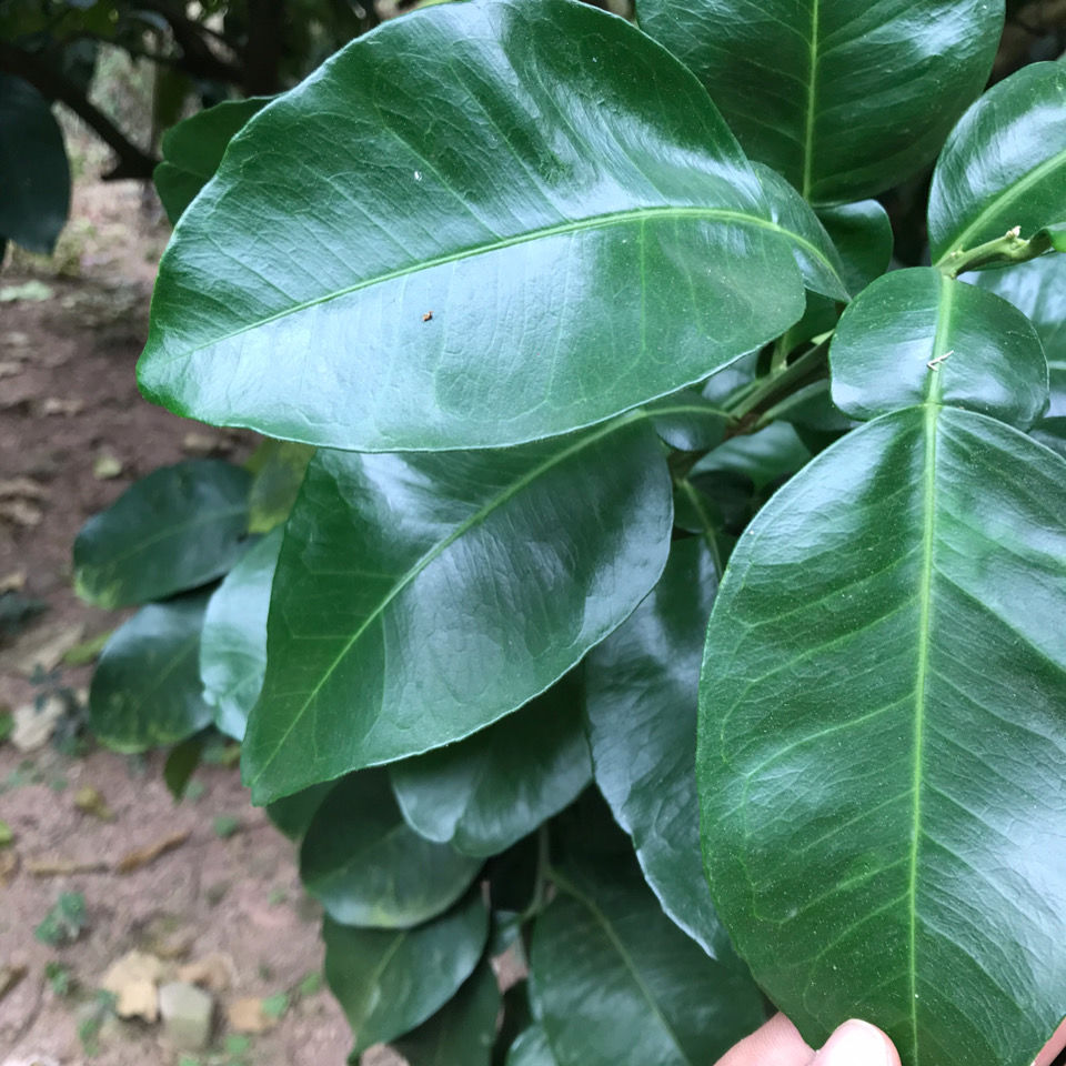 新鲜柚子叶碌柚叶祈福转运去晦气纯叶片可做清明团清明粿垫叶现摘 9把