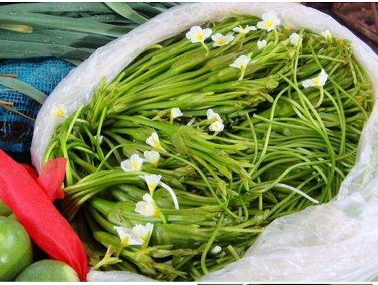 雲南野菜水性楊花海菜花大理洱海海菜海白菜新鮮特色蔬菜1kg