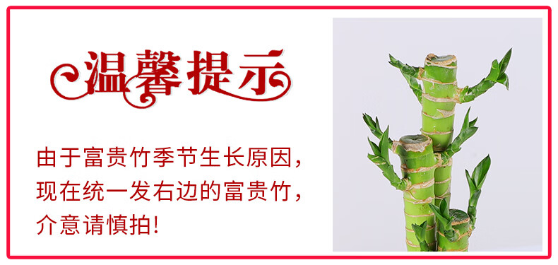 花卉绿植批发多少钱一盆