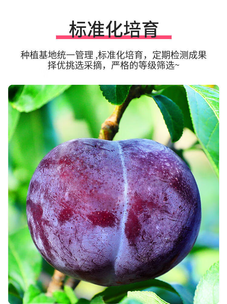 其他国产/进口:国产包装形式:简装类别:李品种:黑布林商品产地:中国