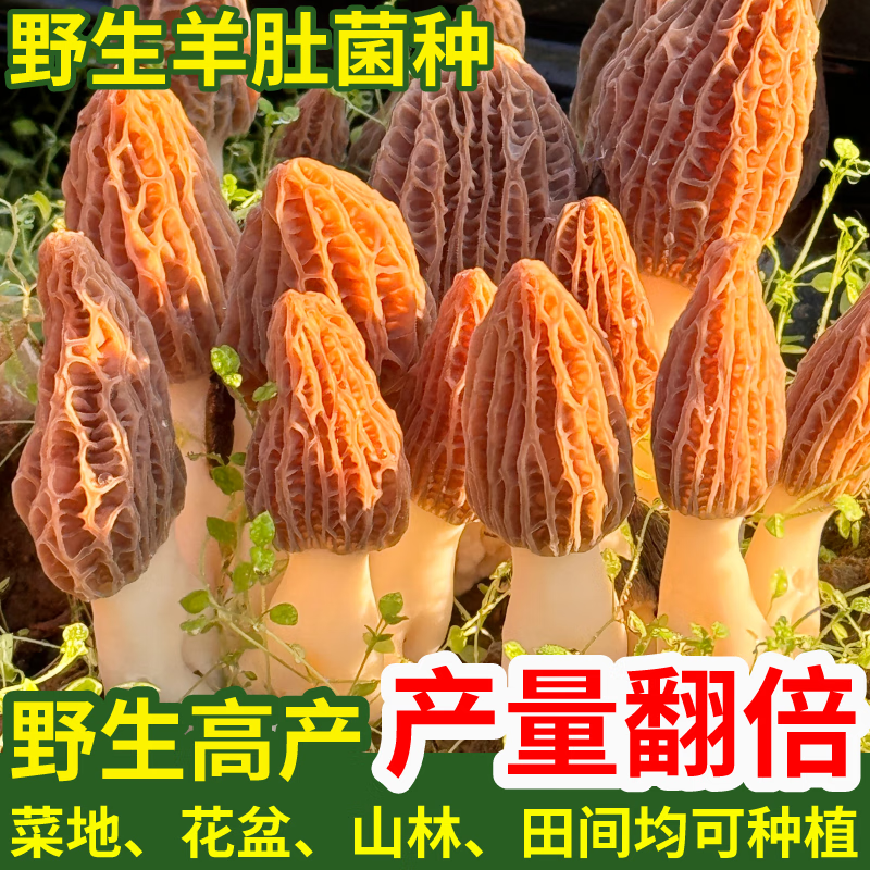 d00603dbd38bf61b.png
