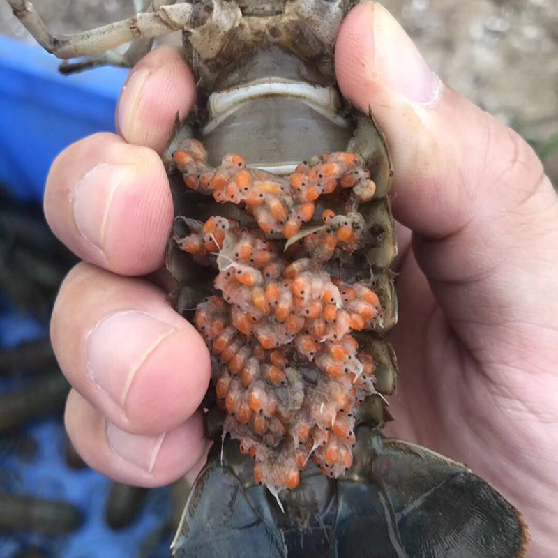 ajaj澳洲淡水龙虾 鲜活虾苗 外塘养殖观赏蓝虾 繁殖组 小青龙小龙虾苗