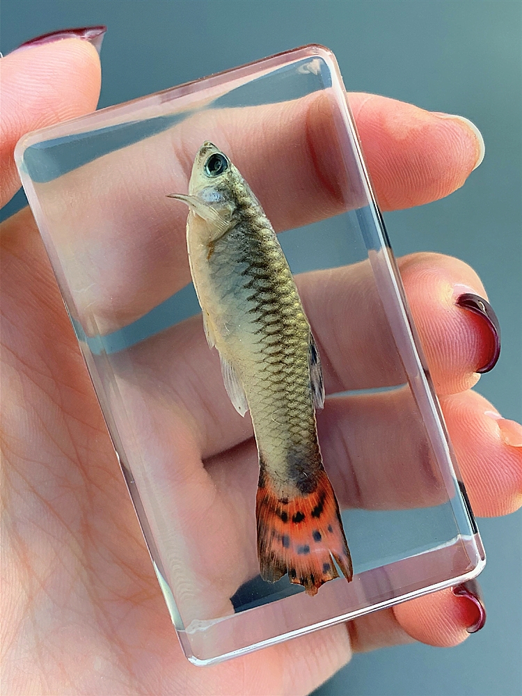 动物标本海底动物标本珍贵海洋动物真实鱼树脂标本热带鱼淡水鱼早教