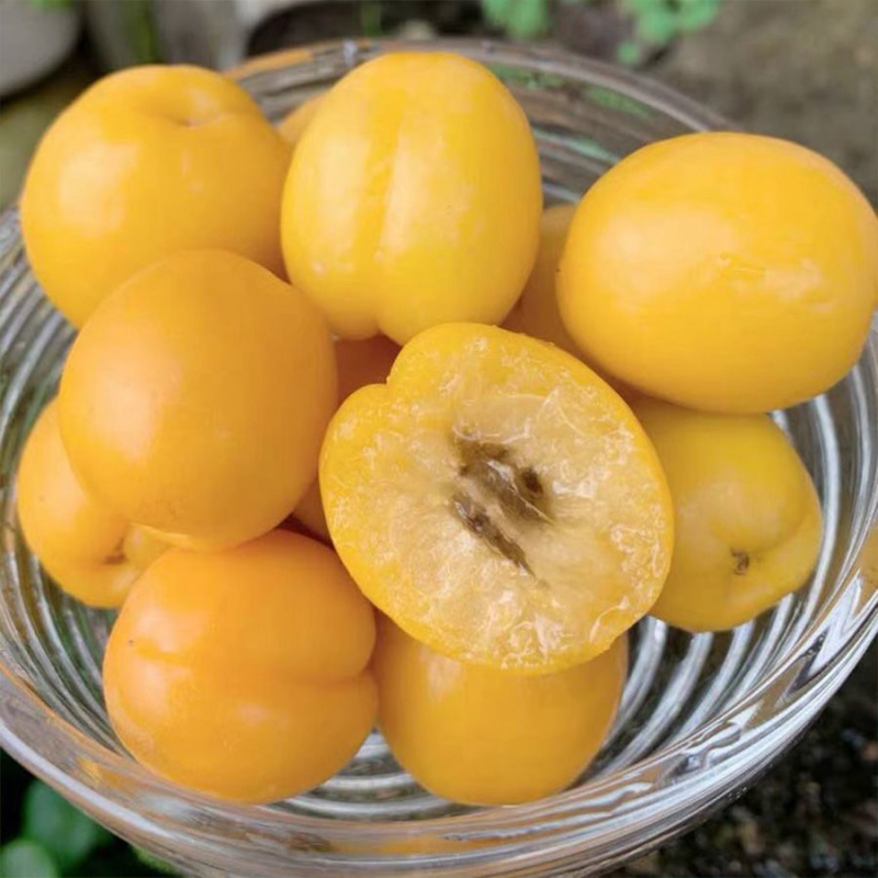 新疆小白杏稀奇开口杏仁爆甜麦黄山杏现摘现发新鲜水果 5斤 小白杏