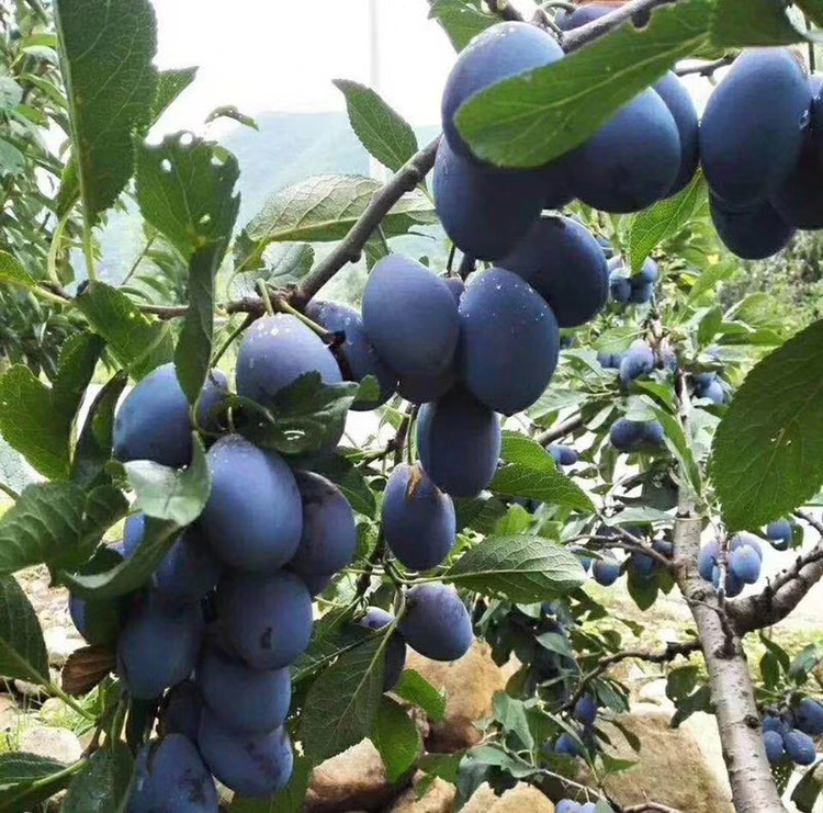 淡雪天使 汶川西梅5斤本地新鲜甜黑布林李子孕妇新鲜水果生鲜 5斤特大