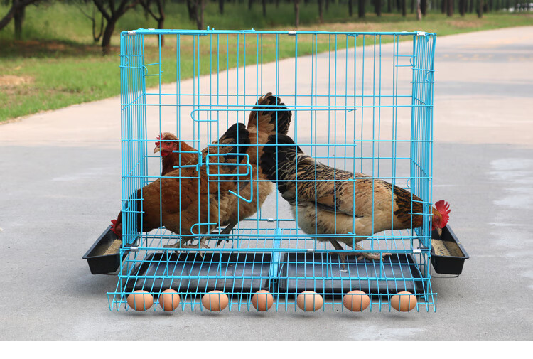 鸡笼子家用 养鸡笼家用小号蛋鸡笼鹌鹑养殖笼自动滚蛋折叠鸡笼子鸡舍