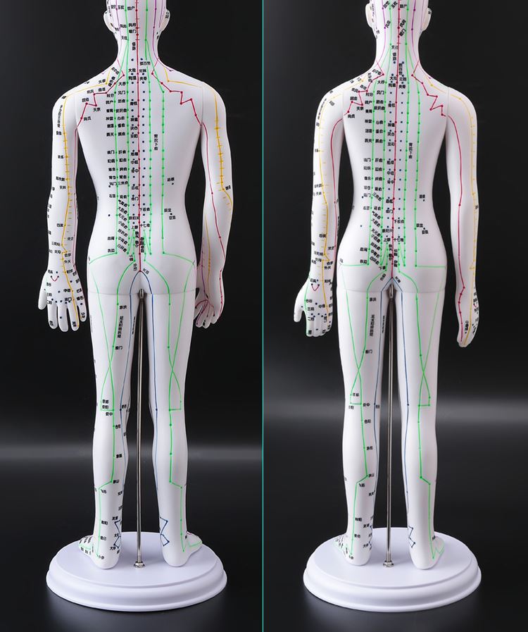 硅胶人体穴位模型高清授课经脉推拿模具初学模拟针灸模特铜人彩色软质