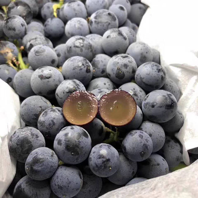 猫村长新疆野生蓝莓葡萄新鲜无籽纯甜口一级孕妇水果比夏黑甜约4斤