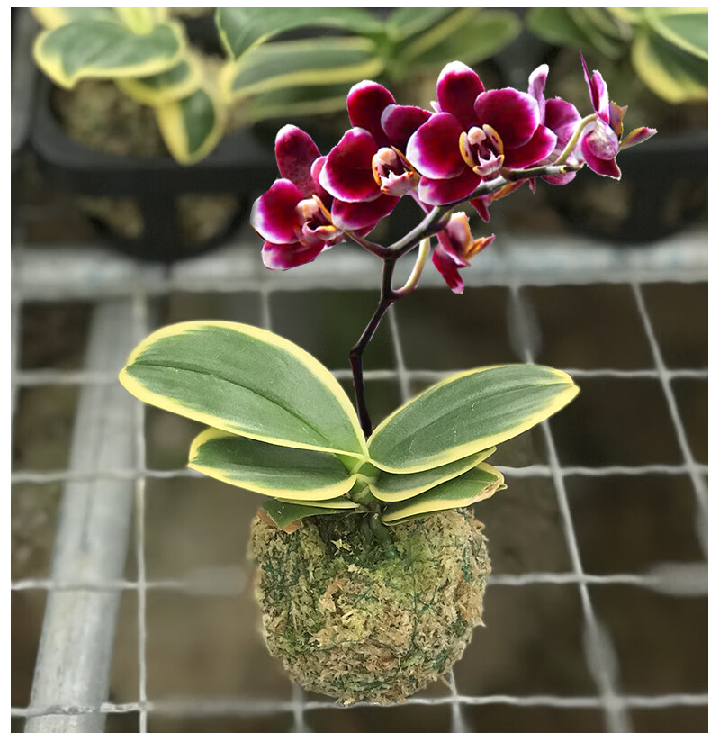 蝴蝶兰苗迷你金边兰花矮种金叶咖啡名贵盆栽花卉植物花苗兰草 不含盆