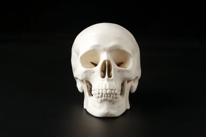 2021美术医学仿真骷髅人头颅骨模型骨解剖标本彩色分区骨 可拆分15