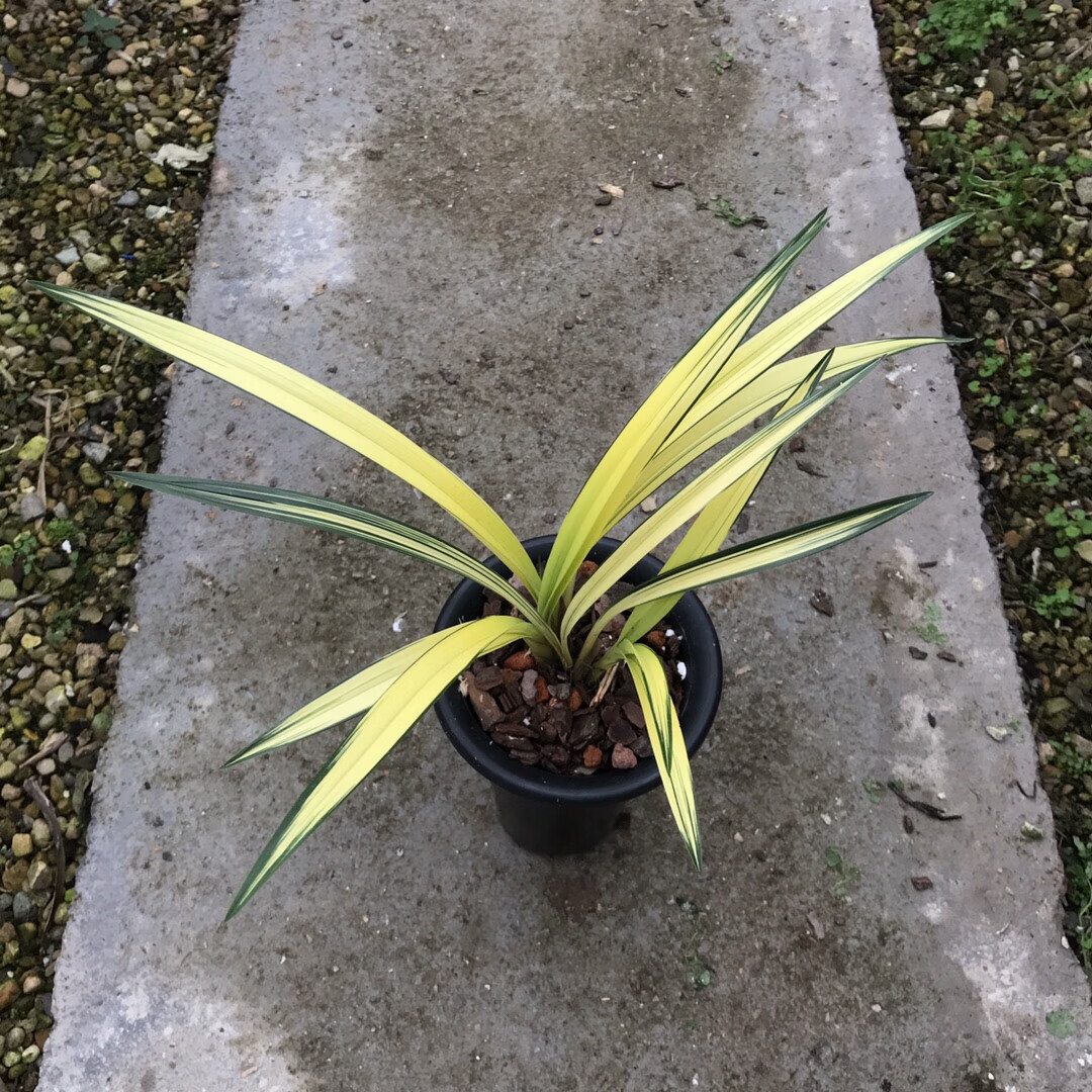 兰花苗 墨兰南阳之松 室内绿植花卉植物盆栽花卉植物 2苗连体 裸根不