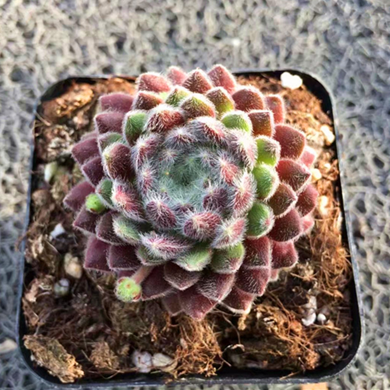 花络阁多肉植物【草莓卷娟】鑫花肉肉绿色的肉多花卉精品防辐射 简易