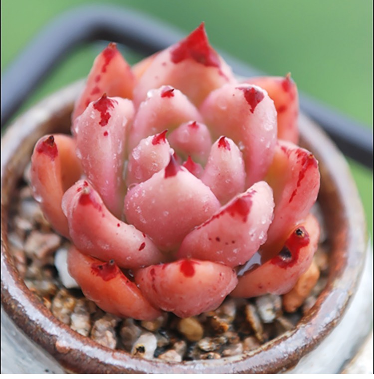 红颜蜜语多肉植物盆栽花卉状态多肉不含花盆3厘米左右