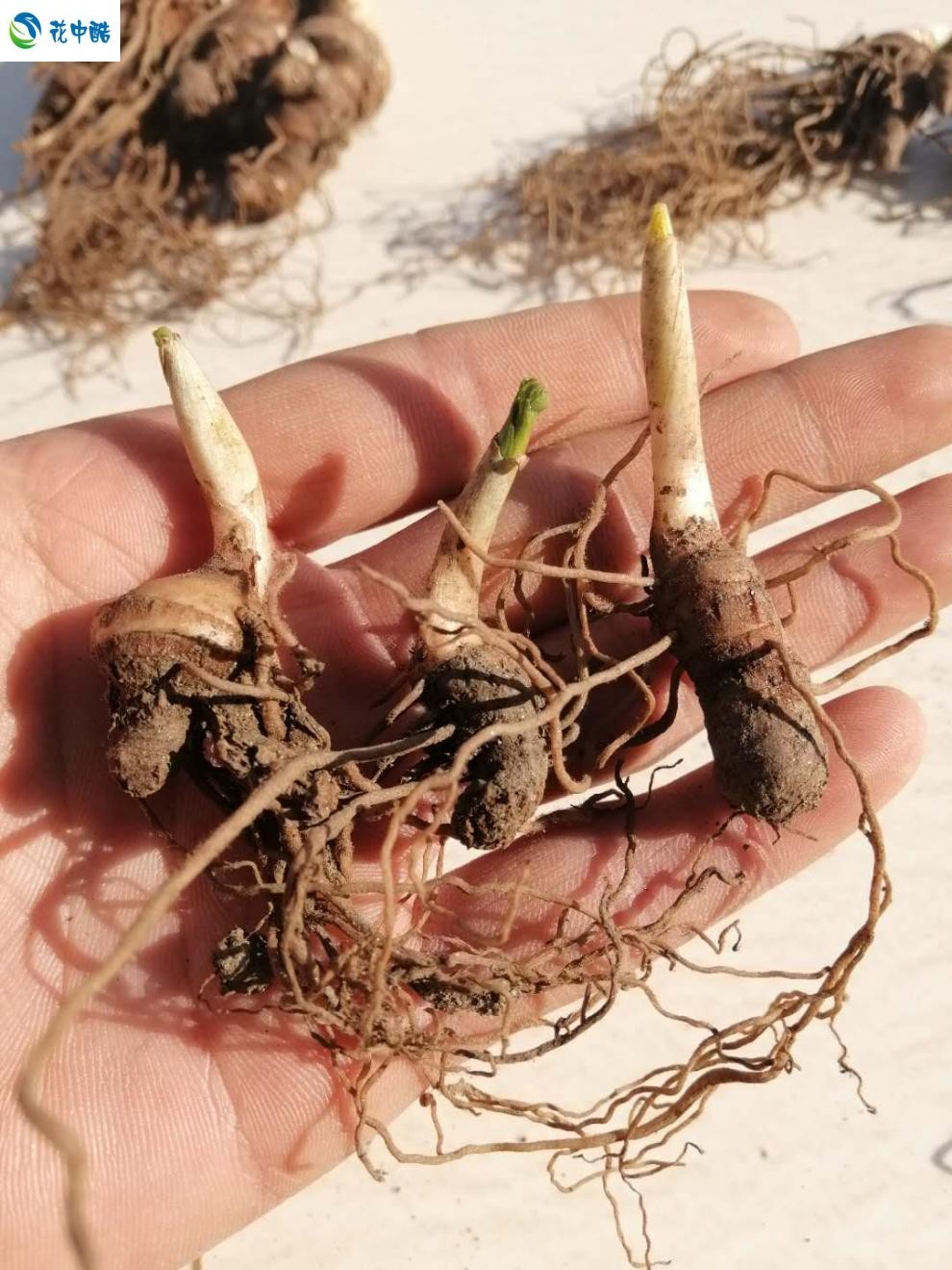 云南滇重楼苗重楼苗 种苗 粉质多芽七叶一枝花 重楼苗 重楼种子 1年苗