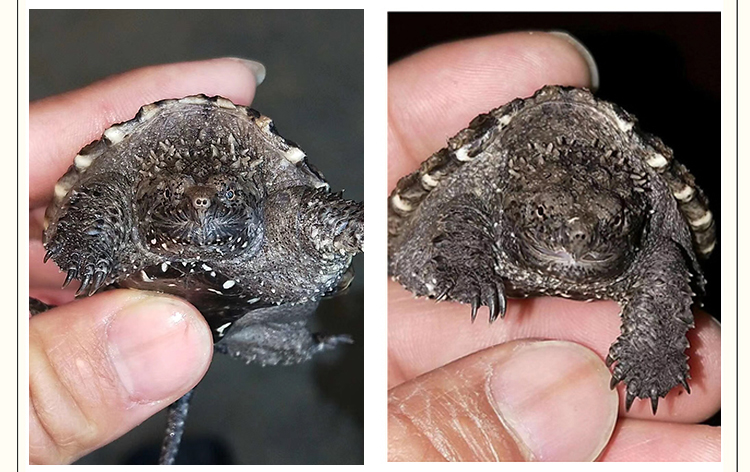 易萌 乌龟活物 暴刺小鳄龟纯佛原种佛活体宠物龟活体外塘生态养殖龟苗