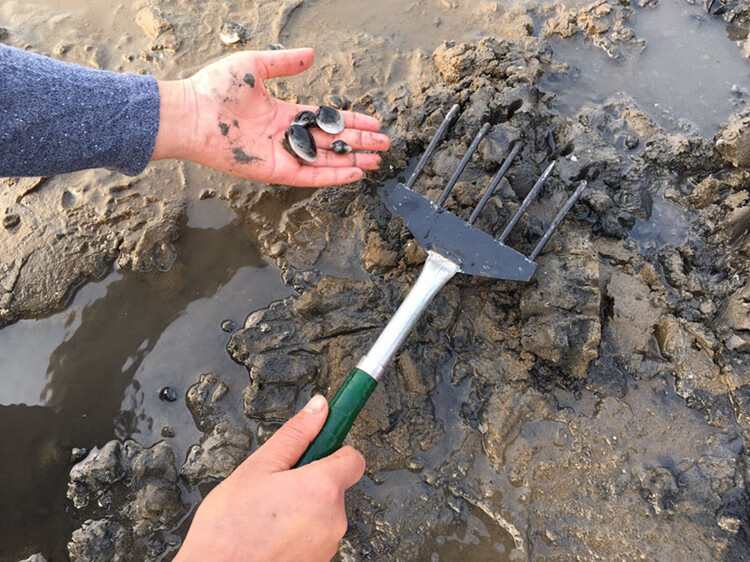 不锈钢小耙子沙滩挖蛤蜊海鲜花蛤蚬子蛏子螺赶海工具套装鸡爪耙2个