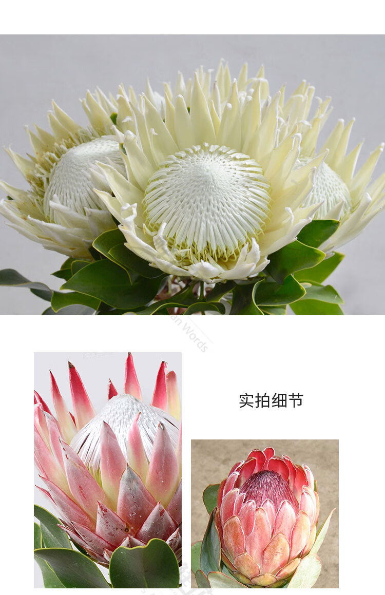 进口帝王花公主皇后家庭婚礼礼品花束花期长可做干花 蓝色【图片 价格