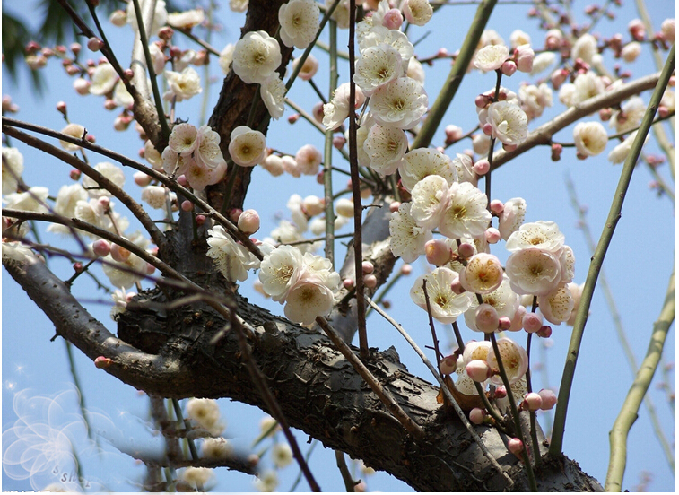 梅花四季的样子图片