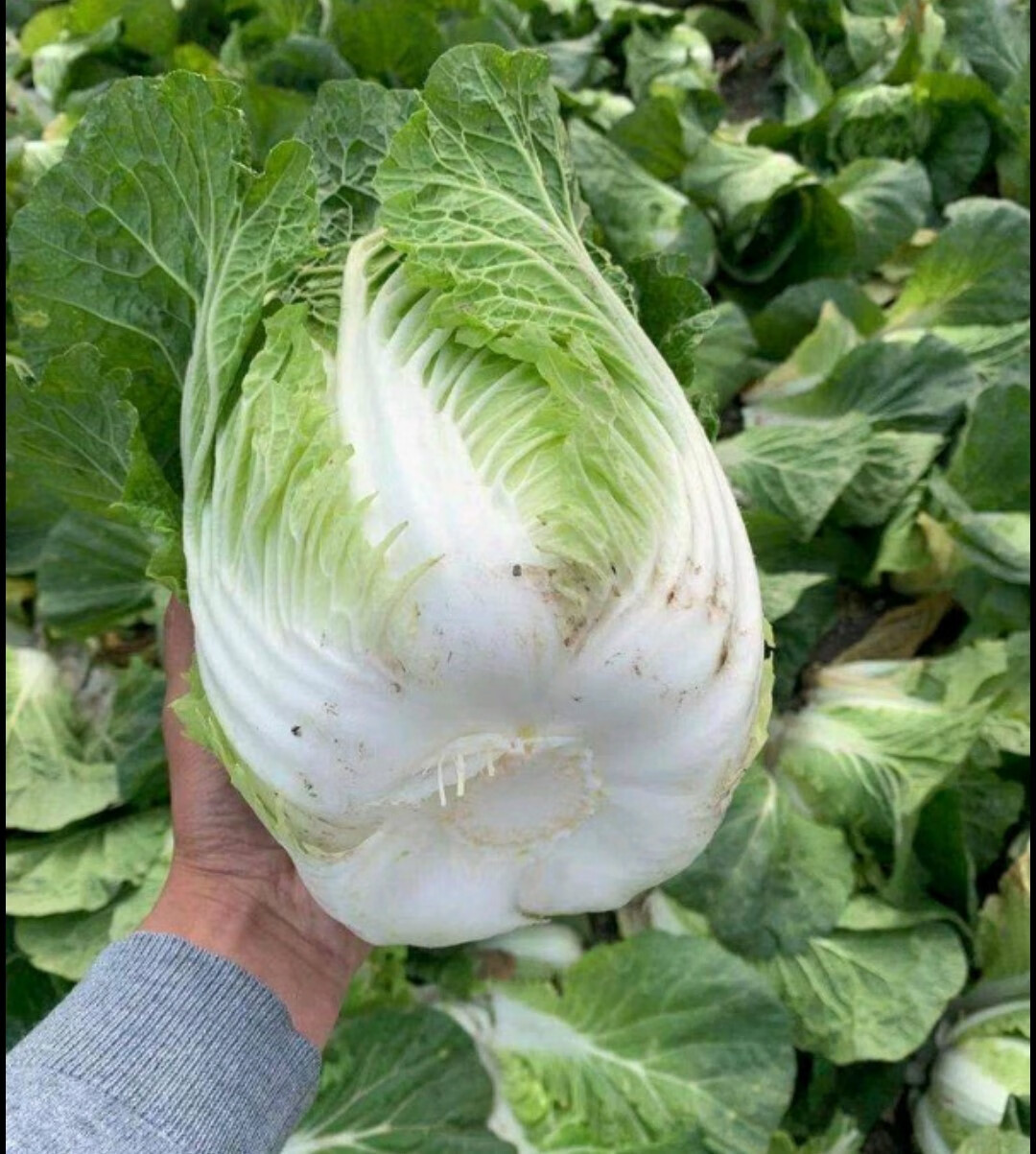 媚调成都现大白菜新鲜蔬菜5斤9斤四川农家菜当季包心菜大白菜火锅菜 4
