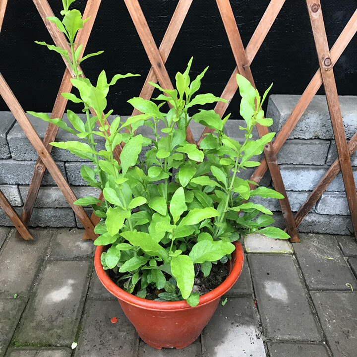 蓝雪花盆栽 蓝茉莉 爬藤 多年生耐热花卉 花期长 蓝雪花小盆(冬季无花