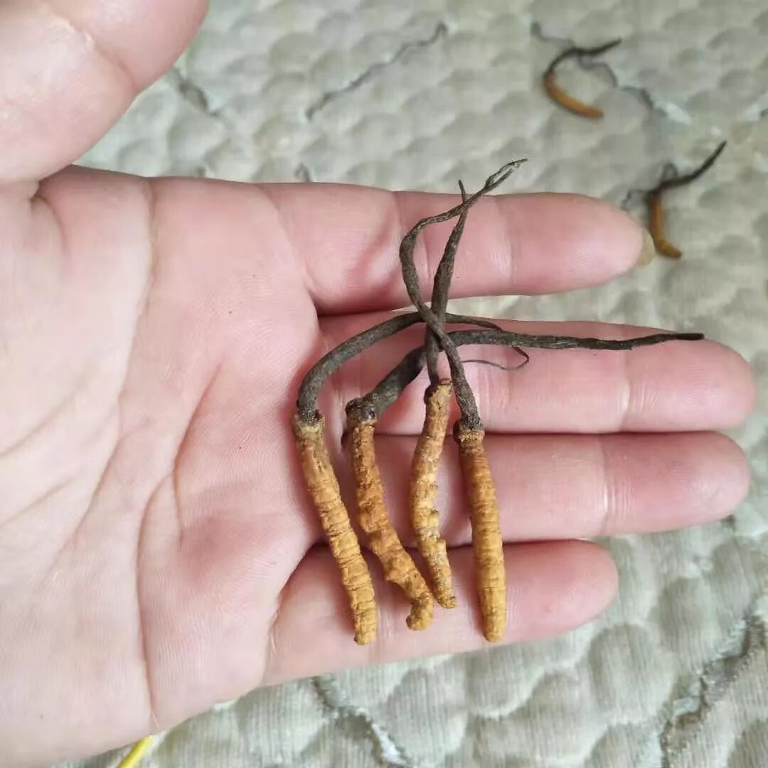 北京同仁堂原料冬虫夏草 虫草3根1克 四川虫草 滋补养生中药材 虫草