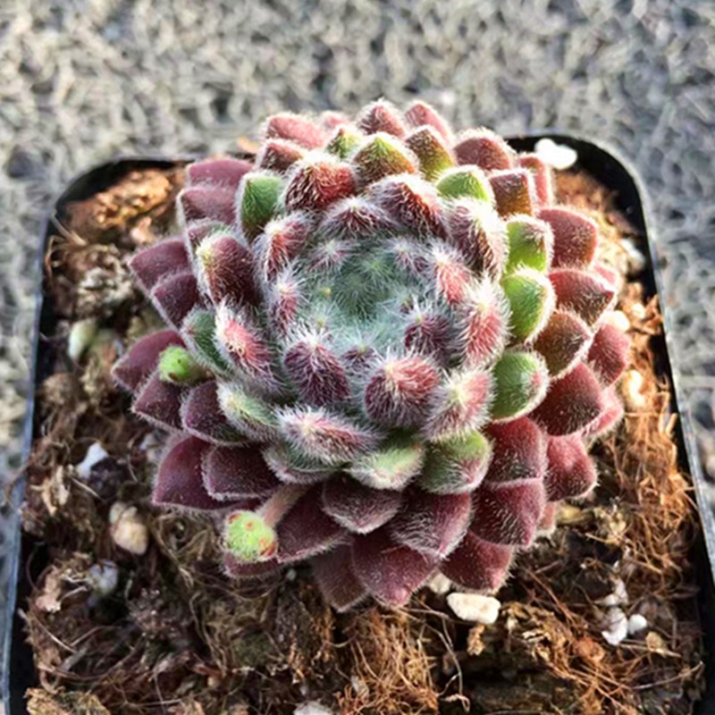 花络阁多肉植物【草莓卷娟】鑫花肉肉绿色的肉多花卉精品防辐射 简易