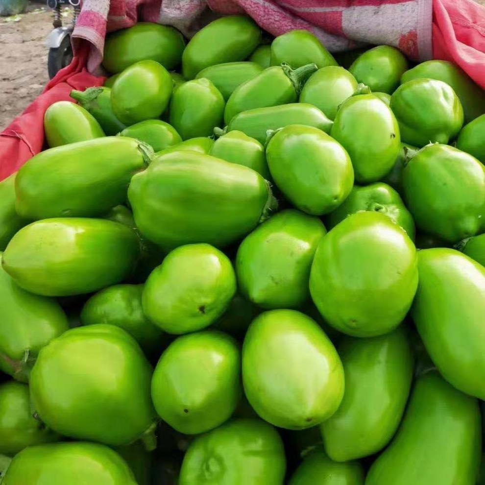 玫栀河南特产绿茄子农家自种新鲜绿皮茄子生吃青茄子2500g