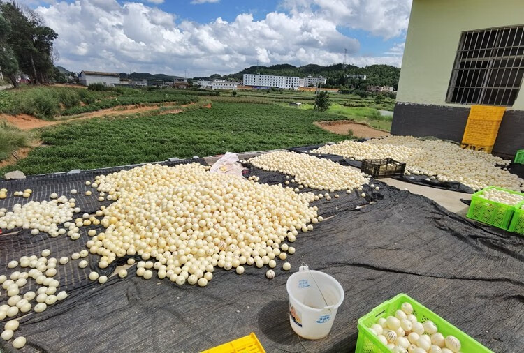 熟果黄果)云南圆果黄肉5斤中大果人叁果人生果风化石 圆果 中小果33