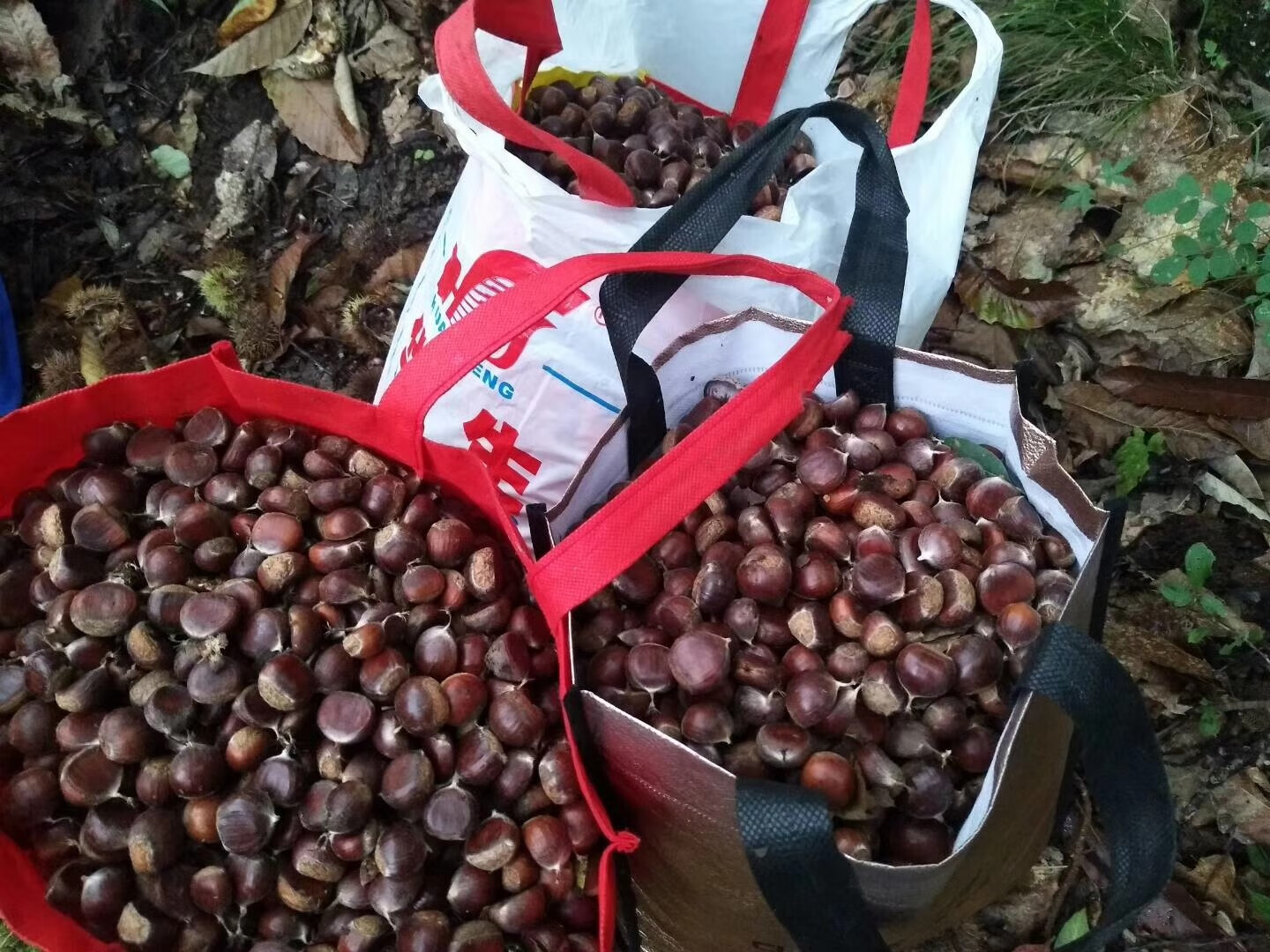 秦岭野生板栗小毛栗子生新鲜糯甜带壳老树农家现摘油栗5斤装 2500g