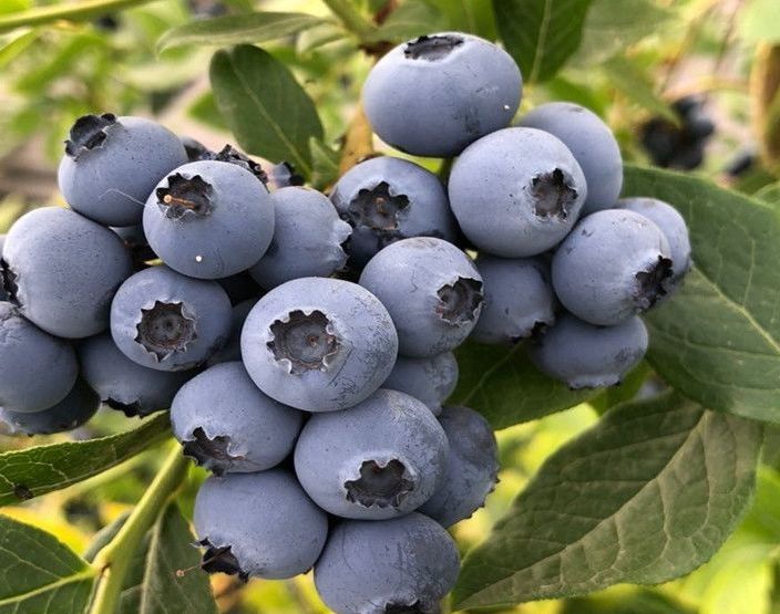 蓝莓鲜果大山蓝莓新鲜蓝莓孕妇水果当季蓝莓大果果园现摘地头直发