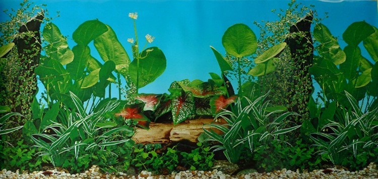 鱼缸背景纸画高清图3d立体水族箱贴纸龙鱼缸底装饰造景星空图 70高122