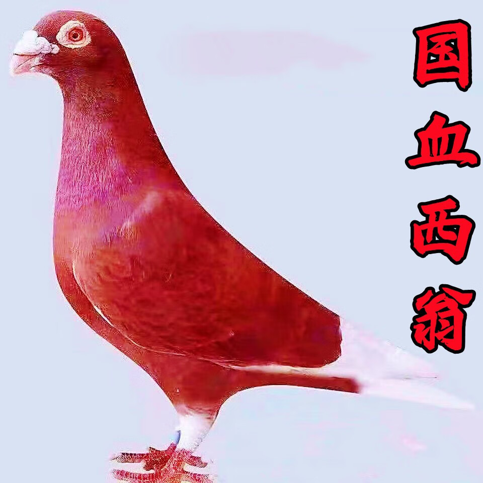 【官方旗舰】【国血西翁信鸽】种鸽血统鸽子活体公母一对青年幼鸽血统