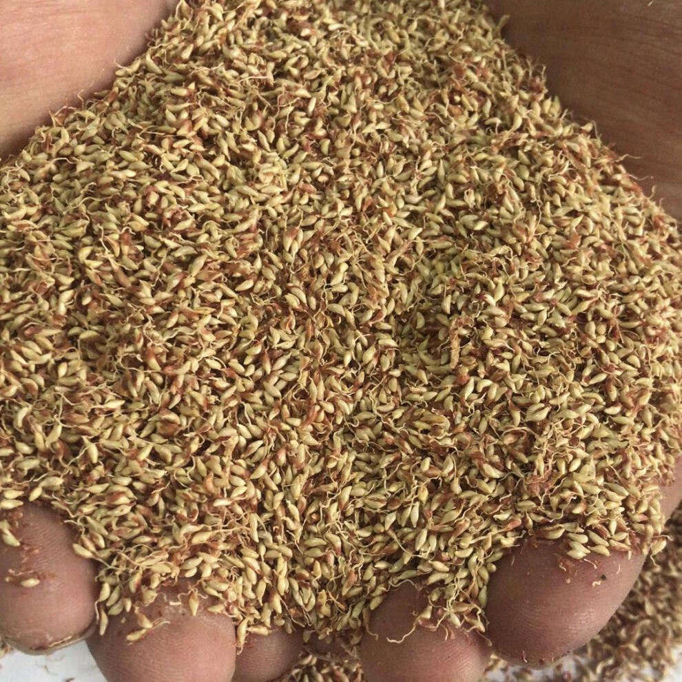 500g木莲籽木莲豆腐籽爱玉子冰粉籽手搓凉粉霹雳籽天然新籽保冷杯