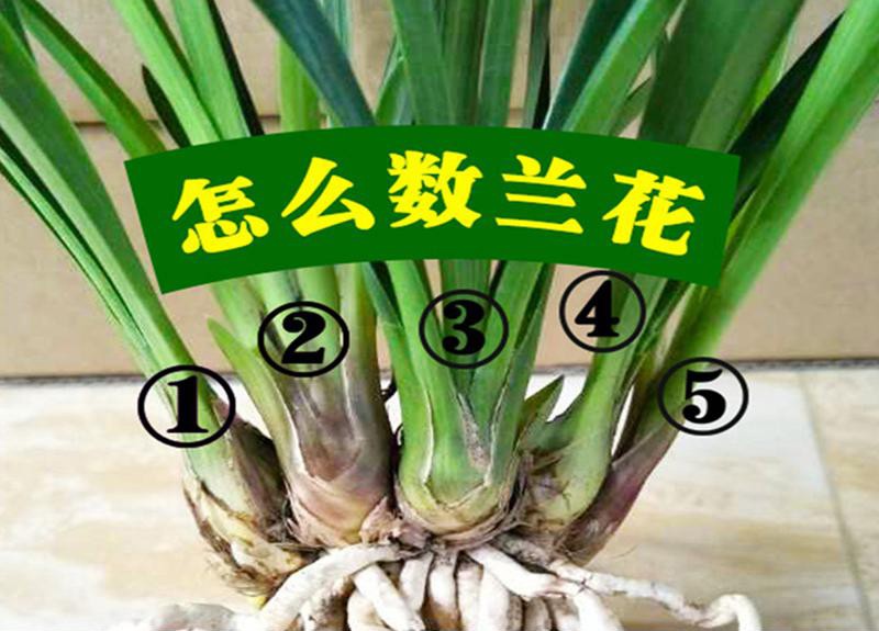 花蕙兰墨兰四季绿植花卉盆栽室内植物四季兰建兰素心兰花盆景客厅盆栽