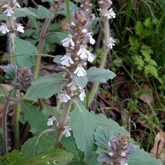白毛夏枯草筋骨草过冬青苦草散血草新鲜晒雪里青紫背金盘 今年新货品