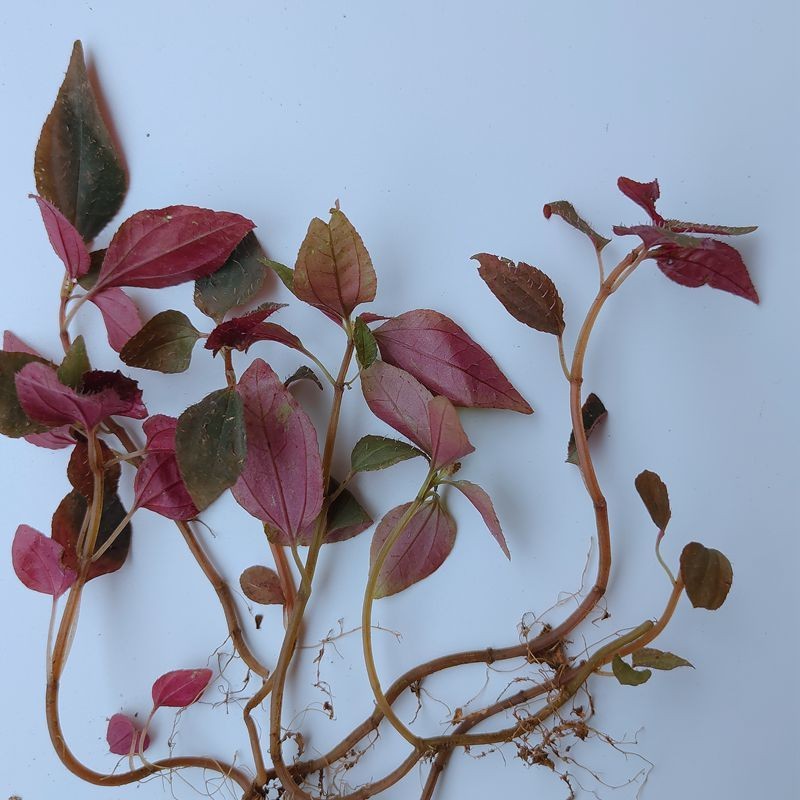 有仁堂福建新鲜风鼓草风柜斗草风谷草风骨草鲜品干品100克