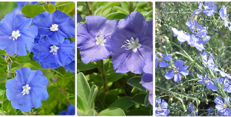 宿根 多年生蓝花亚麻种子 盆栽 室内 花海易播公里两边 种子 花期长