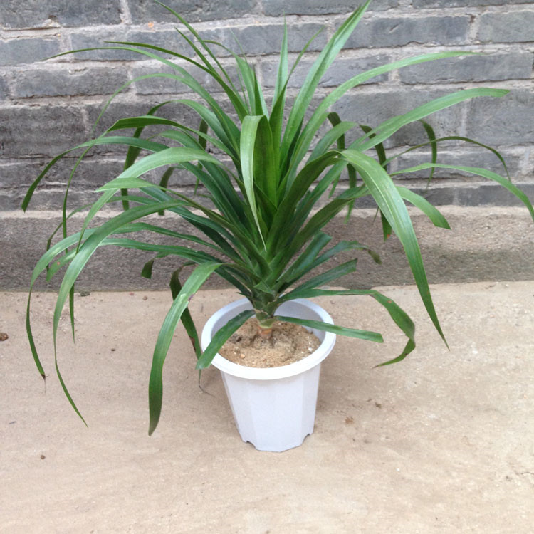 龙铁血树苗花卉盆栽办公室绿植盆栽大型盆栽龙铁树46个头多头龙血树