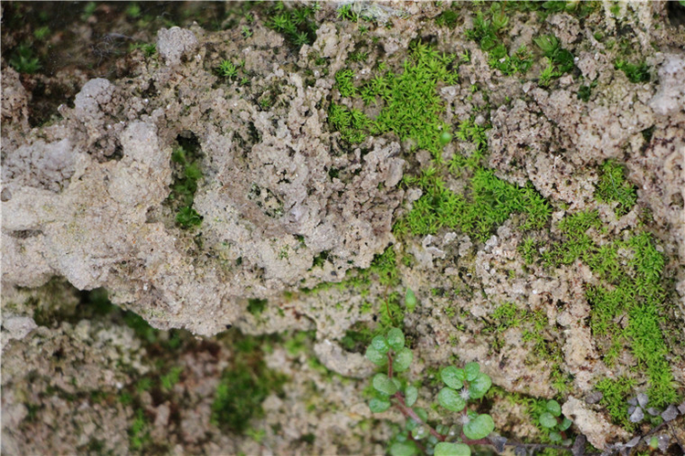 上水石假山草籽优质苔藓种子吸水石盆景孢子粉青苔花草植物微景观微