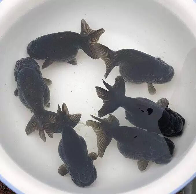 精品黑寿兰寿金鱼观赏鱼宠物鱼活体鱼苗包活招财鱼黑色金鱼活体3至5cm