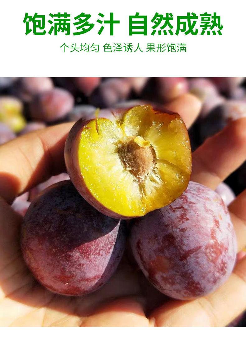 东北盖县大李子 新鲜李子 酸甜可口 3斤【图片 价格 品牌 报价】-京东