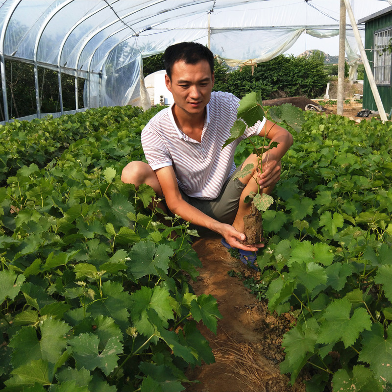 唯友weiyou白牛奶葡萄苗盆栽地栽南方北方种植蓝宝石葡萄树苗当年结果