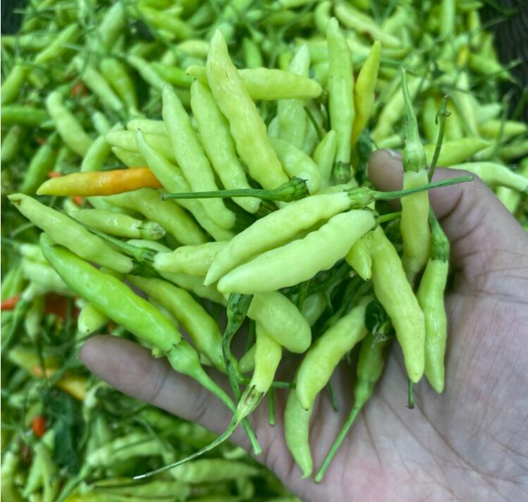 媚调云南新鲜白米椒 野山椒 小米辣椒 现摘泡剁椒 3斤(划算)【图片